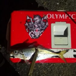 アジング練習 223  ⭐ヒイカ気配⭐