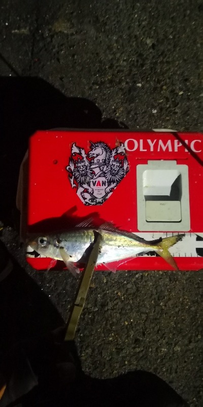 アジング練習 223  ⭐ヒ…