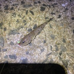 サビキ、ちょい投げ、穴釣り