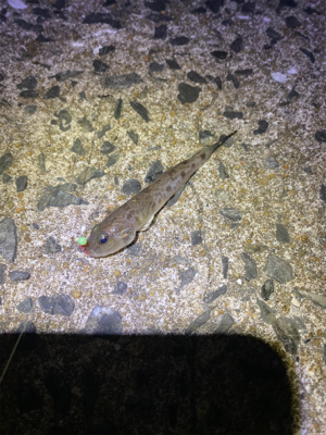 サビキ、ちょい投げ、穴釣り