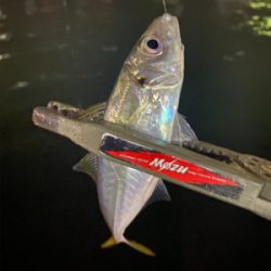 癒しのアジング