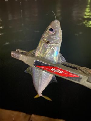 癒しのアジング