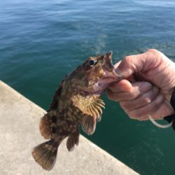 チヌ中型4枚、ガジラ1