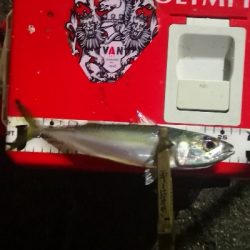 アジング練習 224