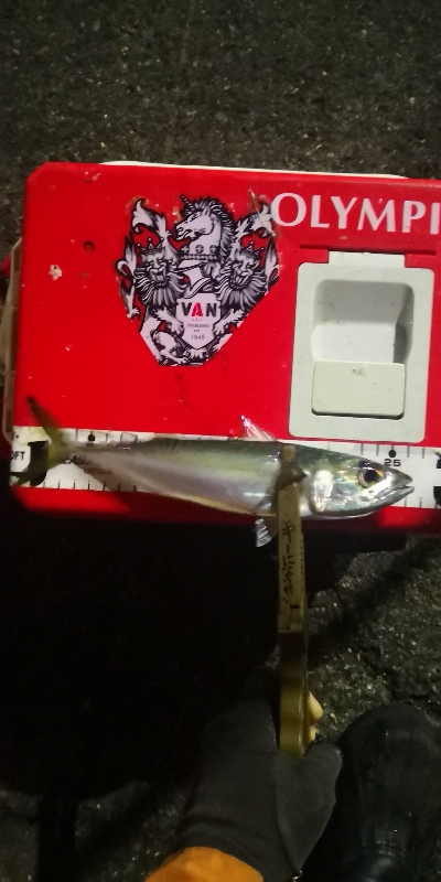 アジング練習 224