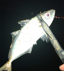 アジングナイト(プチ入れ食い)