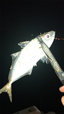 アジングナイト(プチ入れ食い)