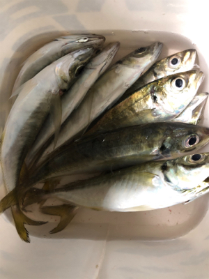 ひとりアジング