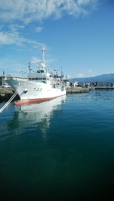 サビキで、小アジ14匹!アイゴ1匹!