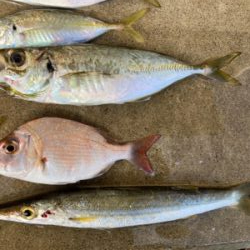 デイアジングで、アジ、カマス、真鯛、ワニごち！！