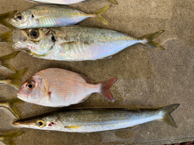 デイアジングで、アジ、カマス、真鯛、ワニごち！！