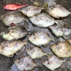 イカハゲの呼吸