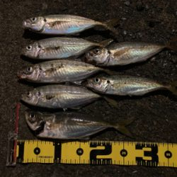 ボトムでアジ連発！