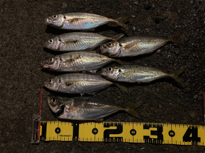 ボトムでアジ連発！