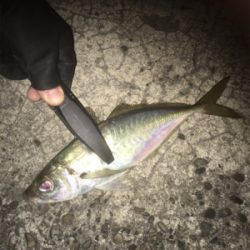 太刀魚釣れ出してるみたいです‍♂️