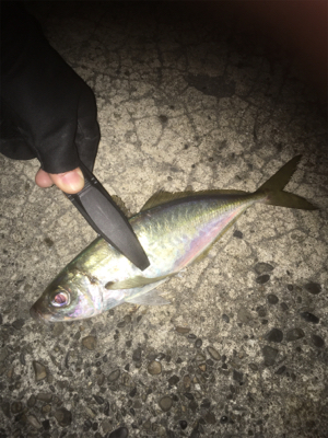 太刀魚釣れ出してるみたいです‍♂️