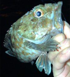 アジングナイト(寒かった)