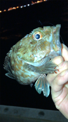 アジングナイト(寒かった)