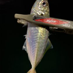 昨日のリベンジ釣行