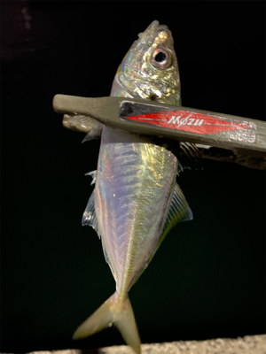 昨日のリベンジ釣行