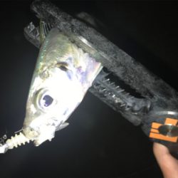 潮の動きは大事だねアジング