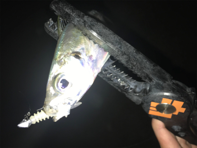 潮の動きは大事だねアジング