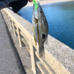 ネバってサゴシゲット