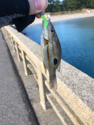 ネバってサゴシゲット