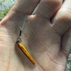 アジでイカを釣る