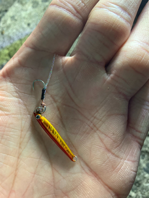 アジでイカを釣る