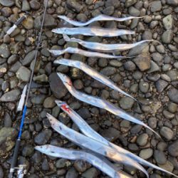 タチウオ爆釣!!指4サイズ連発!!