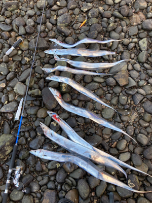 タチウオ爆釣!!指4サイズ連発!!