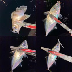 アジングは、楽しい