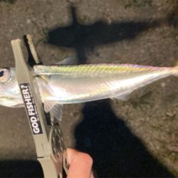 リールオーバーホール後のアジ・サバ