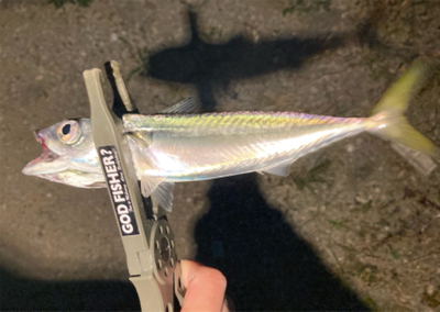 リールオーバーホール後のアジ・サバ