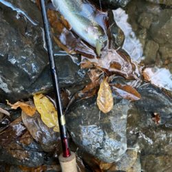 芥川　エリアトラウト