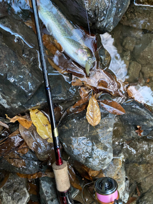 芥川　エリアトラウト