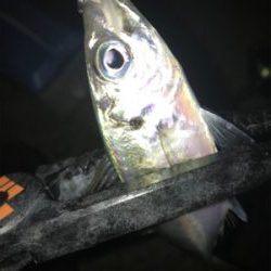 連夜のアジング