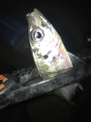 連夜のアジング