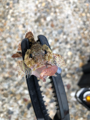 ライトショアジギとライトゲーム