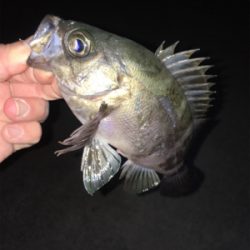 明石のメバルいい感じ