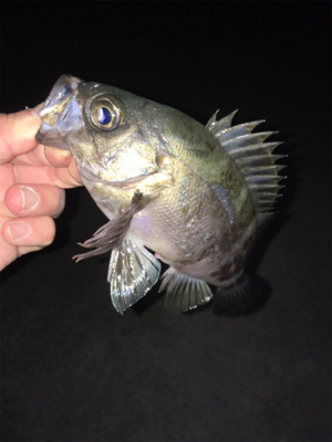 明石のメバルいい感じ