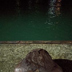 真夜中のアジング