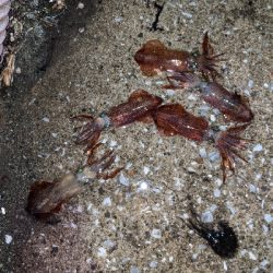 ヒイカとカマス