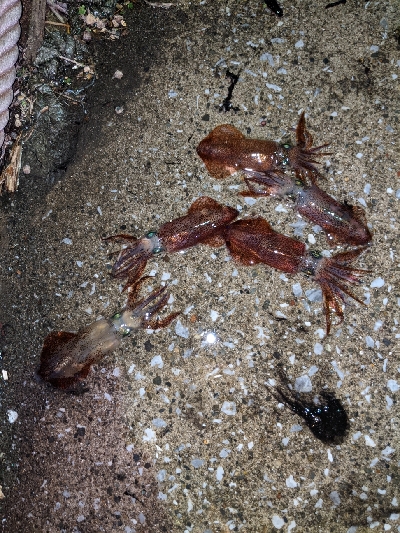 ヒイカとカマス