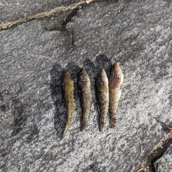 ハゼメバル釣りました