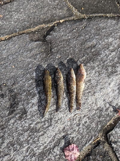 ハゼメバル釣りました