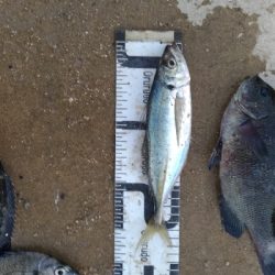 11/8釣果タチウオ14本グレ14枚チヌ10枚アイゴサバデカアジ