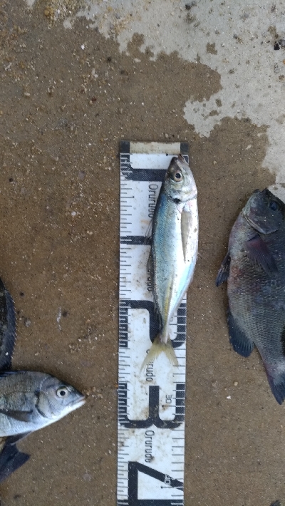11/8釣果タチウオ14本グレ14枚チヌ10枚アイゴサバデカアジ
