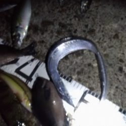 11/22釣果尺アジ小アジめちゃくちゃ釣れました!